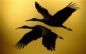 Zwei Vögel fliegen, Sonnenuntergang HD Hintergrundbilder