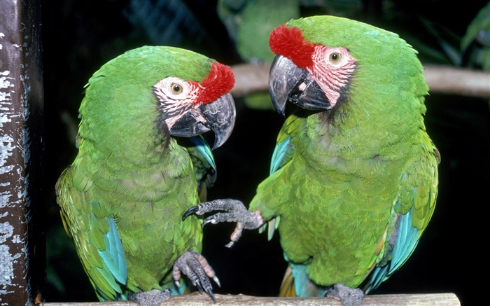 Zwei grüne Papageien close-up Hintergrundbilder Bilder