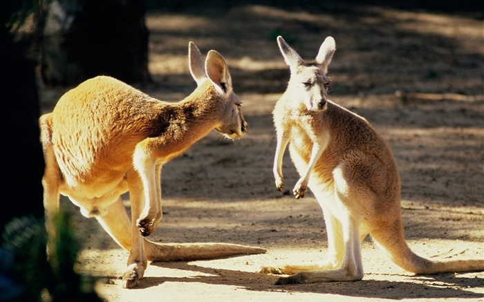 Zwei Känguru, Australien Hintergrundbilder Bilder
