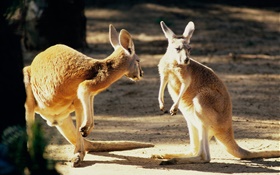 Zwei Känguru, Australien HD Hintergrundbilder