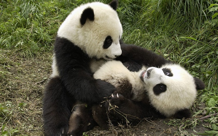 Zwei Pandas Spiel Hintergrundbilder Bilder