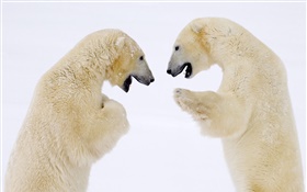 Zwei Eisbären von Angesicht zu Angesicht HD Hintergrundbilder
