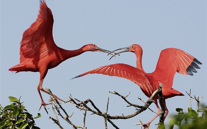 Zwei rote Federn Vögel Hintergrundbilder Bilder