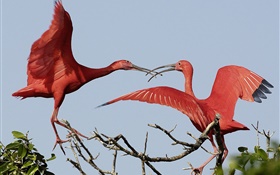 Zwei rote Federn Vögel HD Hintergrundbilder