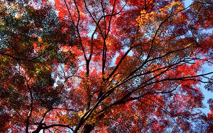 Unter dem Baum Himmel, rote Blätter, um zu sehen, Ahorn, Herbst Hintergrundbilder Bilder