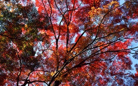Unter dem Baum Himmel, rote Blätter, um zu sehen, Ahorn, Herbst HD Hintergrundbilder