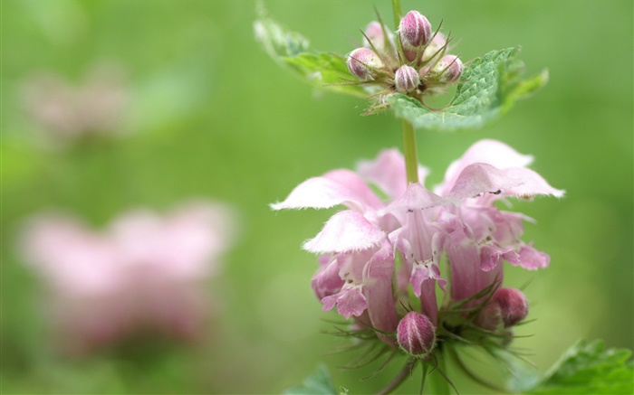 Unbekannt rosa Blume, Bokeh Hintergrundbilder Bilder