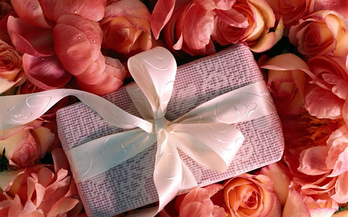 Valentinstag Geschenk, Rosenblüten Hintergrundbilder Bilder
