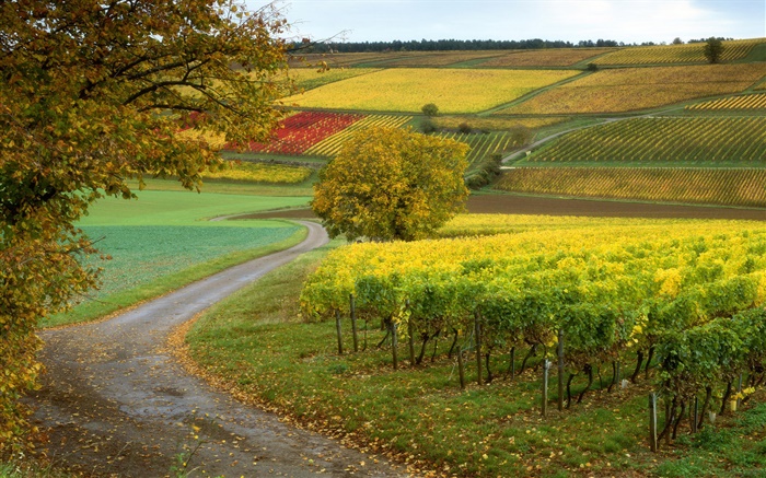 Weinberge, Bauernhöfe, Herbst Hintergrundbilder Bilder