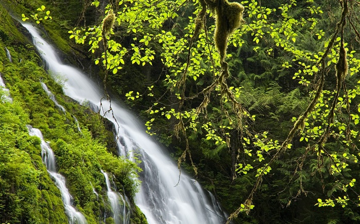Wasserfall, Zweige, Blätter, Gras Hintergrundbilder Bilder