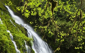 Wasserfall, Zweige, Blätter, Gras HD Hintergrundbilder