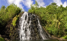 Wasserfälle , Pflanzen HD Hintergrundbilder