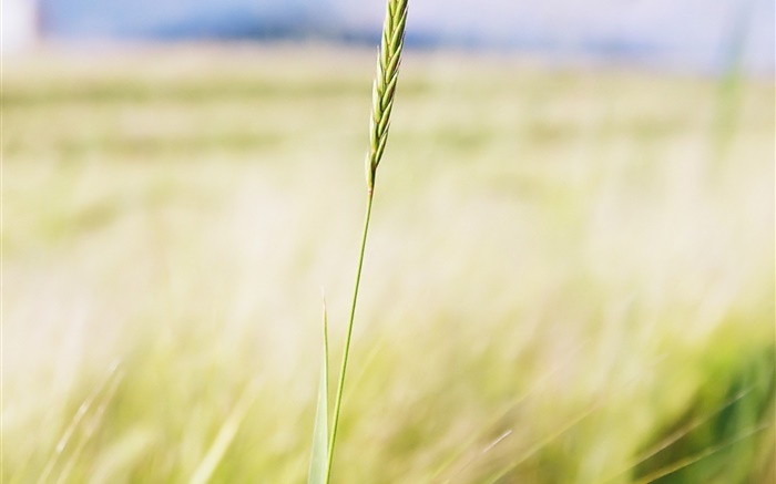 Wheat close-up, Bauernhof-Feld, Bokeh Hintergrundbilder Bilder