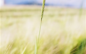 Wheat close-up, Bauernhof-Feld, Bokeh HD Hintergrundbilder