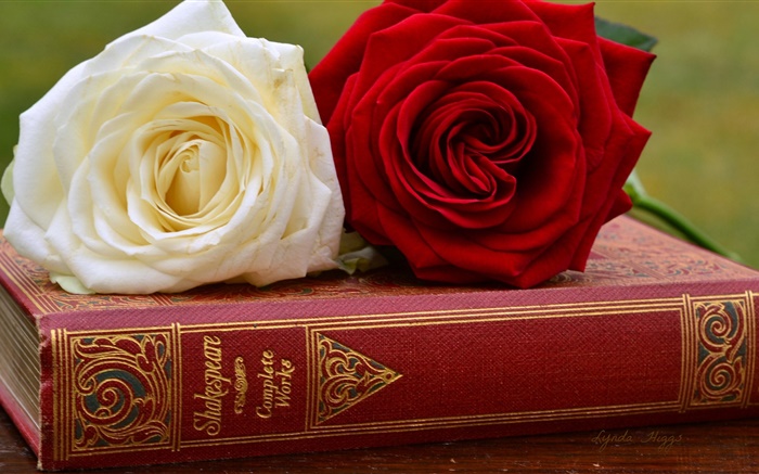 Weiße und rote Blumen Rose, Buch Hintergrundbilder Bilder