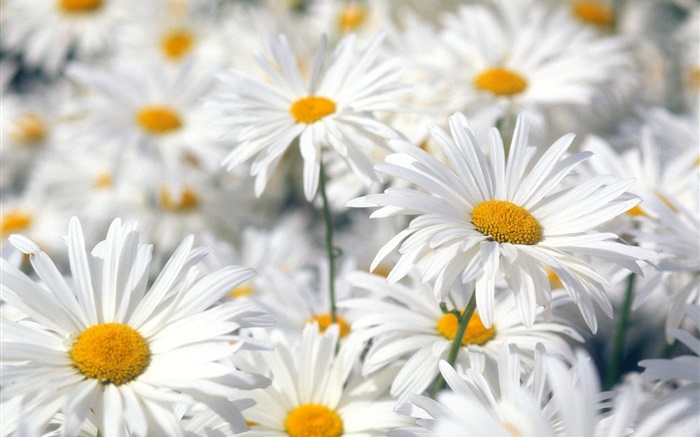 White Daisy Blumen Nahaufnahme Hintergrundbilder Bilder