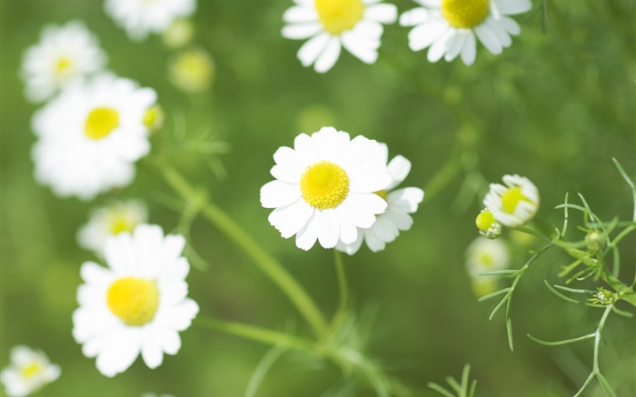 Weiß Gänseblümchen-Blumen, Wildblumen Hintergrundbilder Bilder