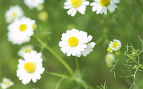 Weiß Gänseblümchen-Blumen, Wildblumen HD Hintergrundbilder