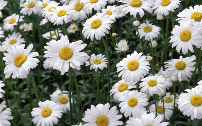 White Daisy Blumen Hintergrundbilder Bilder