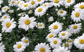 White Daisy Blumen HD Hintergrundbilder