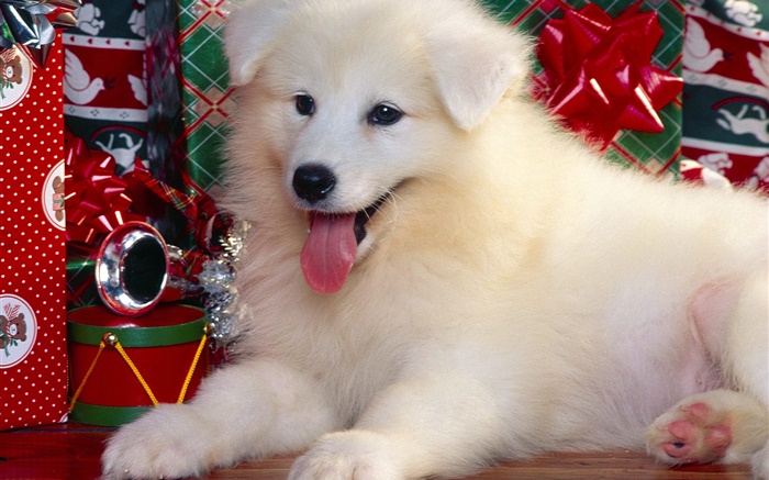 Weißer Hund, Weihnachten Hintergrundbilder Bilder