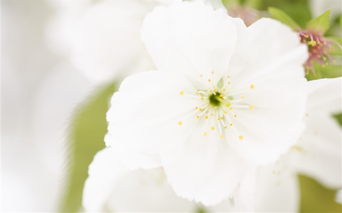 Weiße Blume close-up, Blütenblätter , Unschärfe Hintergrundbilder Bilder