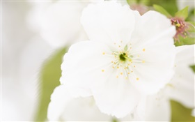 Weiße Blume close-up, Blütenblätter , Unschärfe HD Hintergrundbilder