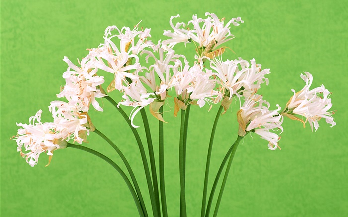 Weiße Blüten, Blumen, grünen Hintergrund Hintergrundbilder Bilder