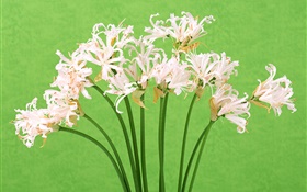 Weiße Blüten, Blumen, grünen Hintergrund HD Hintergrundbilder
