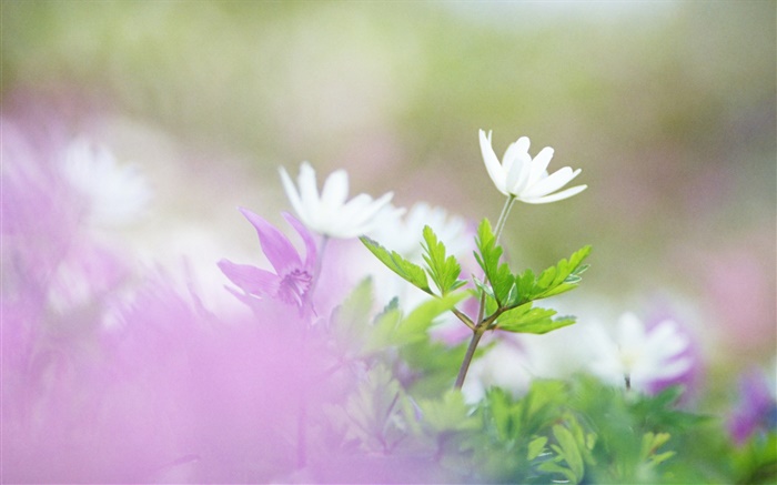 Weiße Blumen, grüne Blätter, Bokeh Hintergrundbilder Bilder