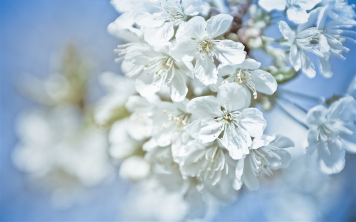 Weiße Blüten, Zweige, Bokeh Hintergrundbilder Bilder
