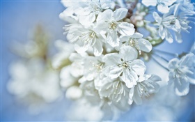 Weiße Blüten, Zweige, Bokeh HD Hintergrundbilder