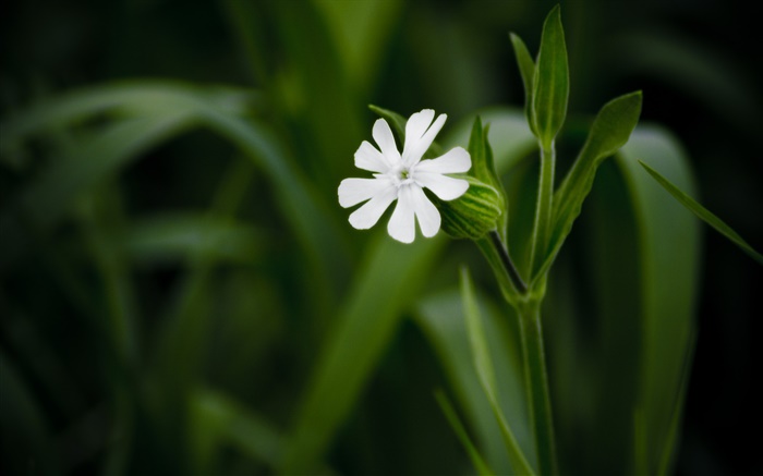 Weiße kleine Blume close-up, grünen Hintergrund Hintergrundbilder Bilder