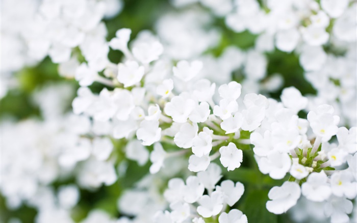 Weiße kleine Blumen, Bokeh, Frühling Hintergrundbilder Bilder