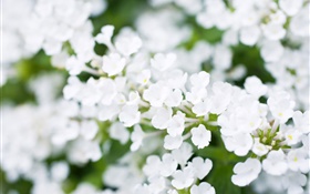 Weiße kleine Blumen, Bokeh, Frühling