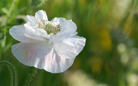 Weiße Blütenblätter  Blume close-up HD Hintergrundbilder