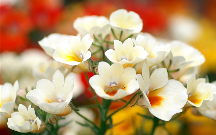 Weiße Blütenblätter  Blumen, Bokeh Hintergrundbilder Bilder