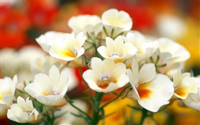 Weiße Blütenblätter  Blumen, Bokeh HD Hintergrundbilder