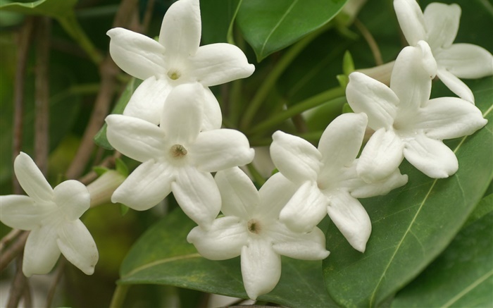 Weiße Blütenblätter  Blumen close-up Hintergrundbilder Bilder