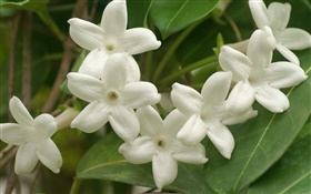 Weiße Blütenblätter  Blumen close-up
