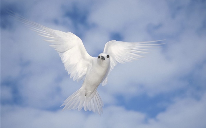 Weiße Taube fliegen, Flügel Hintergrundbilder Bilder