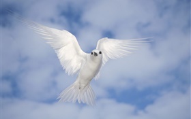 Weiße Taube fliegen, Flügel HD Hintergrundbilder