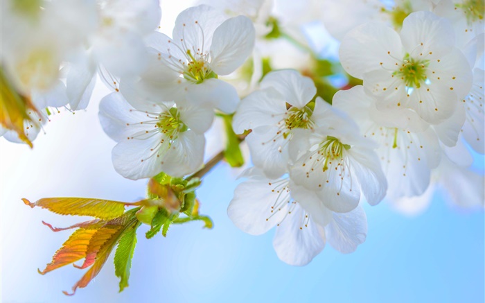 Weiße Pflaume, Blumen, Blüte, Zweige, Frühling Hintergrundbilder Bilder