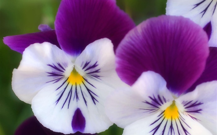 Weiß lila Blüten, Schmetterling Orchidee close-up Hintergrundbilder Bilder