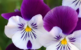 Weiß lila Blüten, Schmetterling Orchidee close-up HD Hintergrundbilder