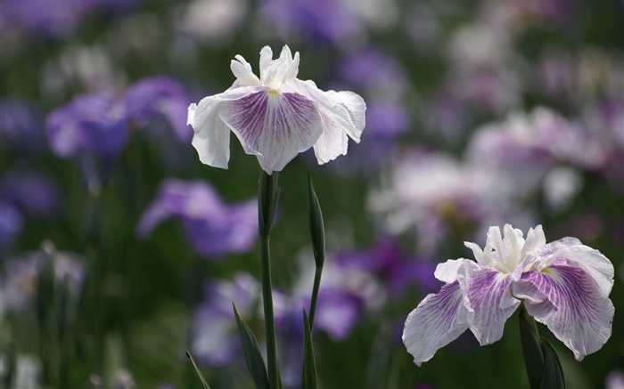Weiß lila Blüten Blumen, Bokeh Hintergrundbilder Bilder