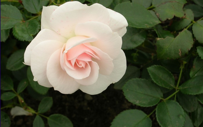 Weiße Rose Blume Hintergrundbilder Bilder