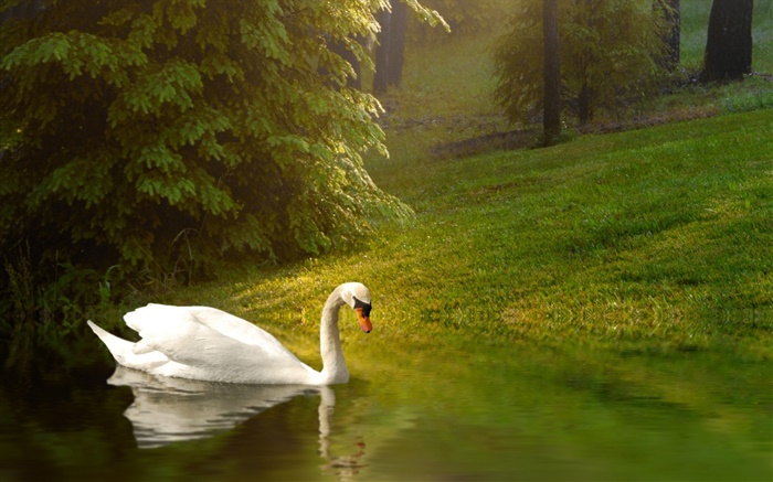 Weißer Schwan, Teich, Gras, Hang Hintergrundbilder Bilder