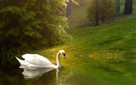 Weißer Schwan, Teich, Gras, Hang HD Hintergrundbilder