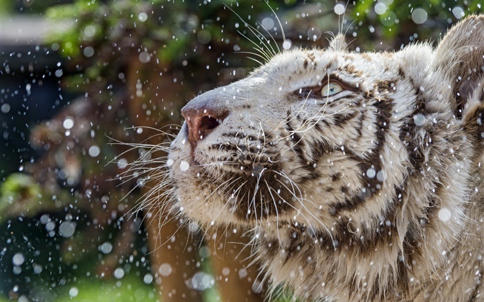 Weisse Tiger Gesicht Winter Hd Hintergrundbilder Tiere Hintergrundbilder Vo...